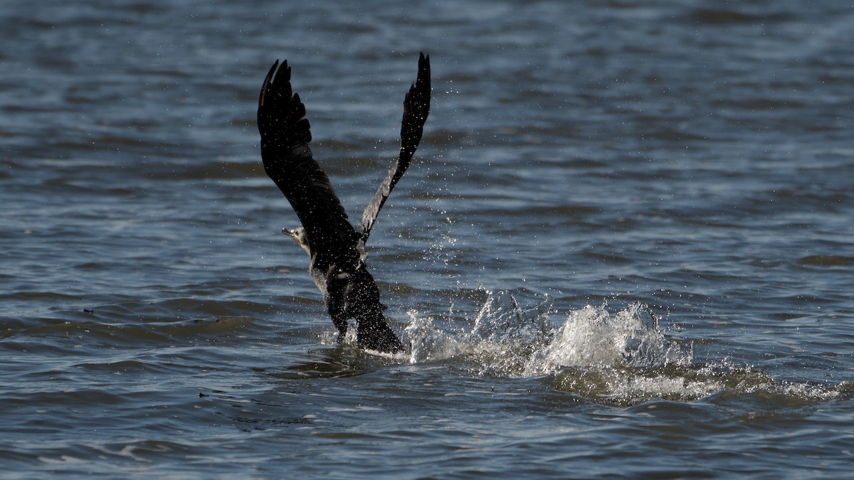 Double-crested Cormorant - ML642889874