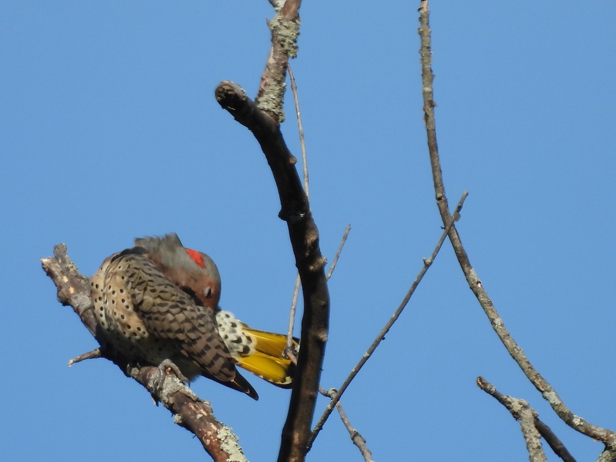 Northern Flicker - ML642889876