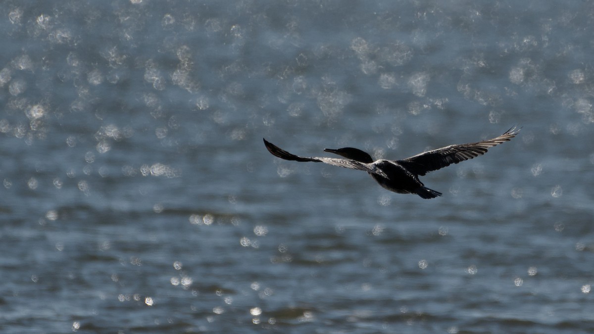 Double-crested Cormorant - ML642889877
