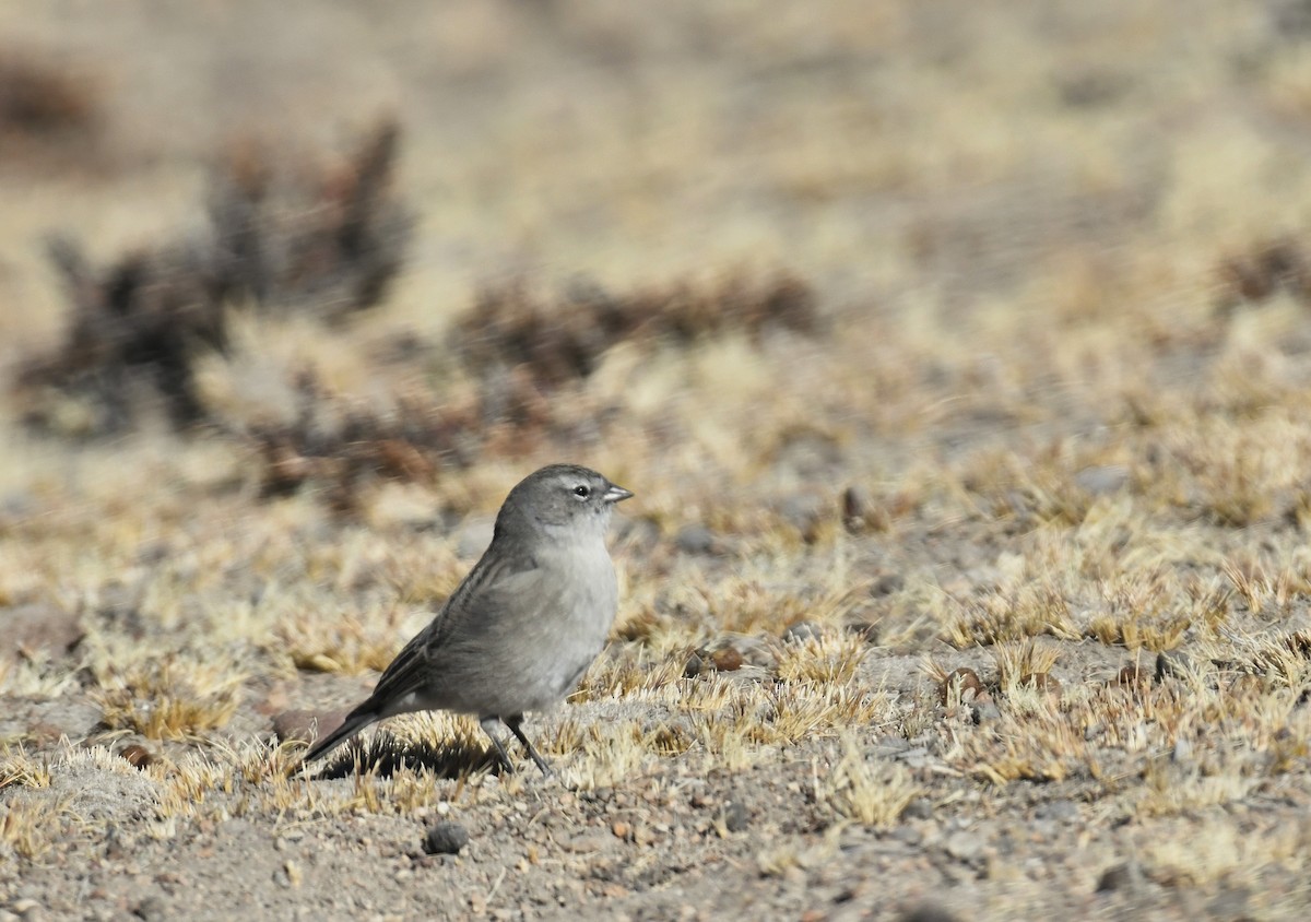 Ash-breasted Sierra Finch - ML642889881