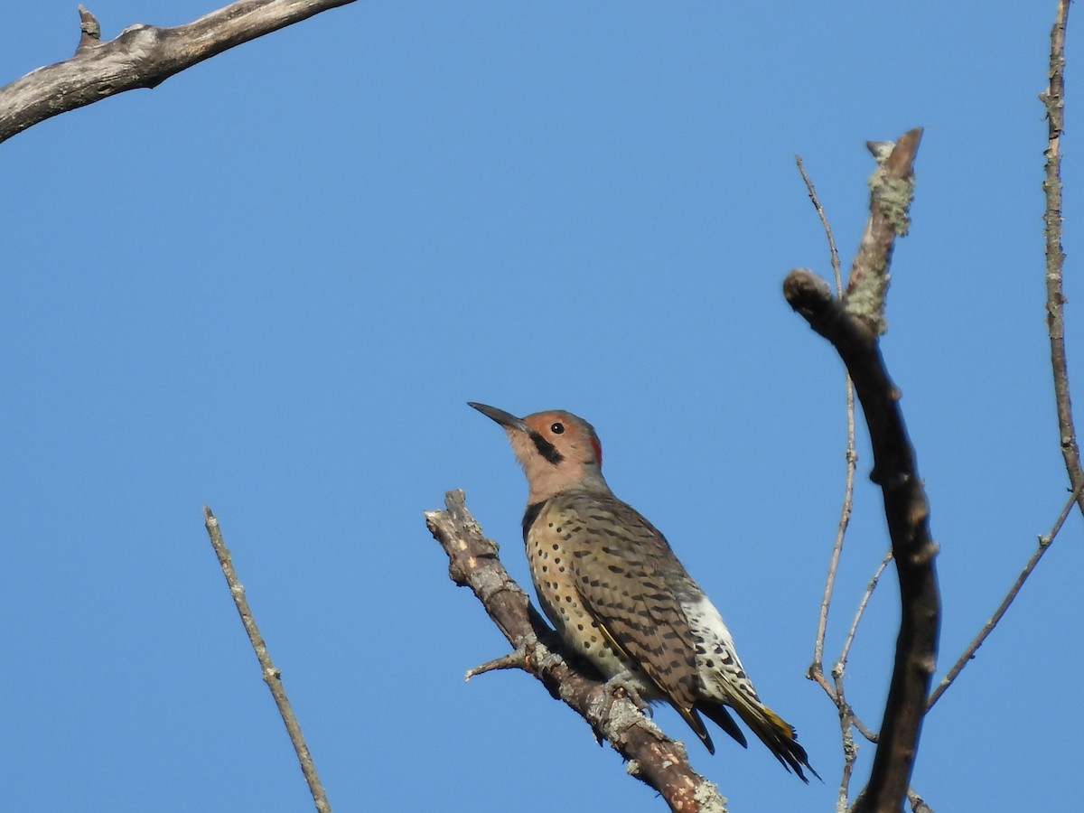 Northern Flicker - ML642889882