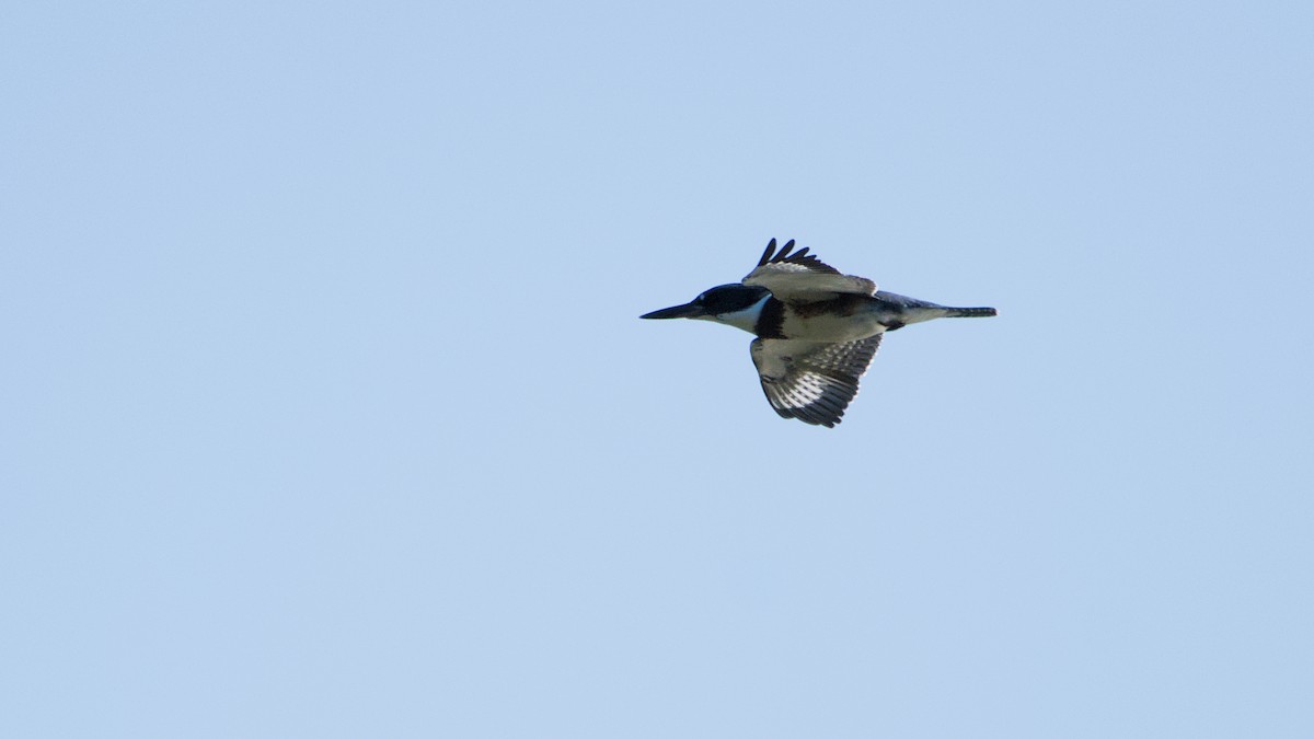 Belted Kingfisher - ML642889888