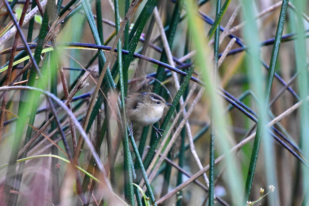 Marsh Wren - ML642889891