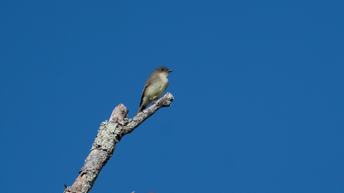 Eastern Phoebe - ML642889895