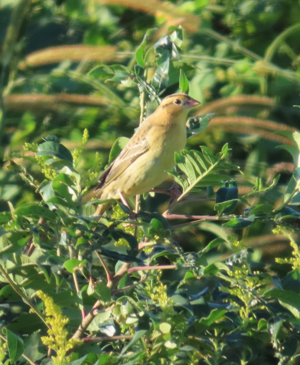 bobolink americký - ML642889901