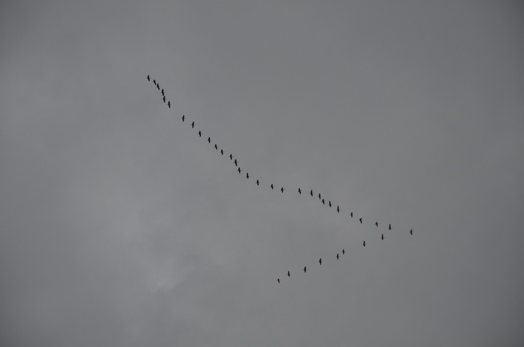 Sandhill Crane - ML642889910