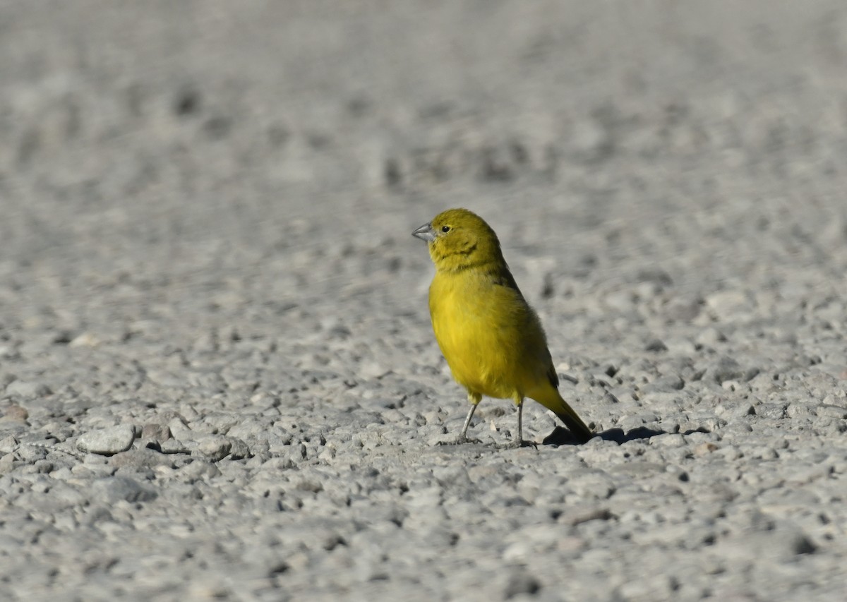 Puna Yellow-Finch - ML642889920