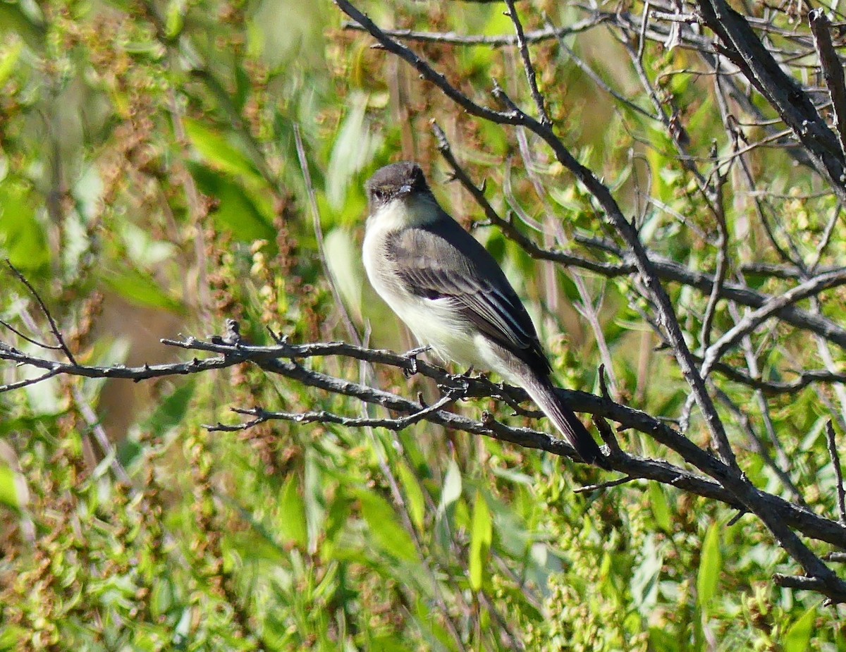 Eastern Phoebe - ML642889937
