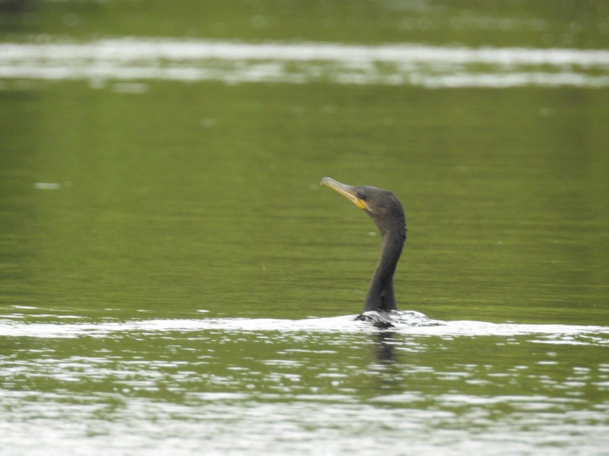 Cormorán Biguá - ML642889953