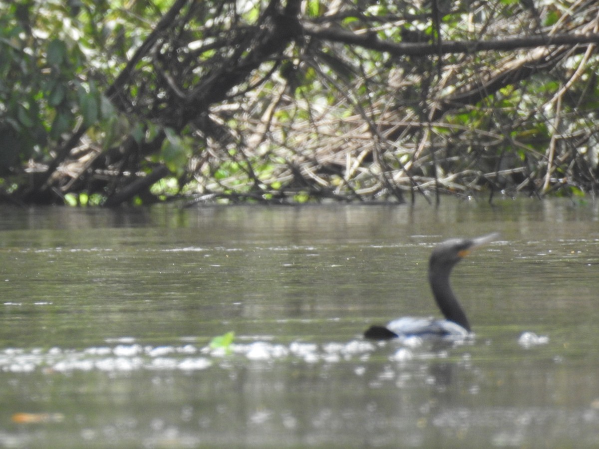 Cormorán Biguá - ML642889954