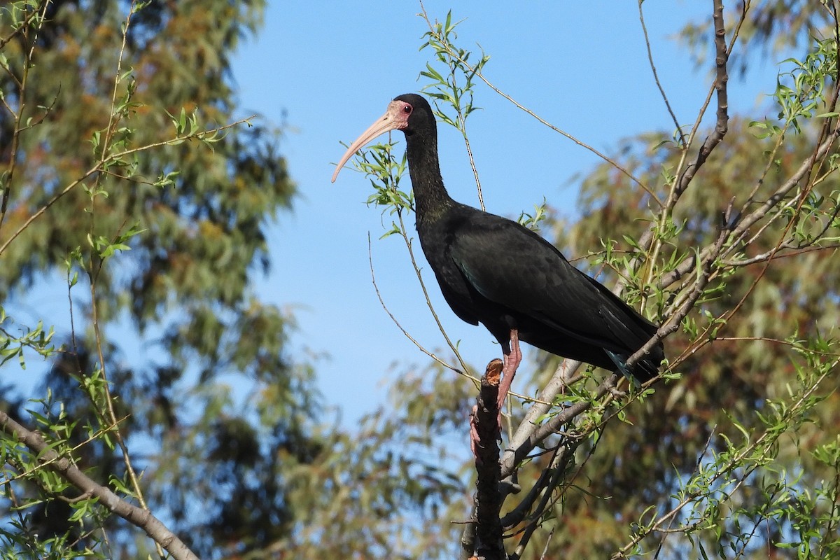 Ibis Afeitado - ML642889965
