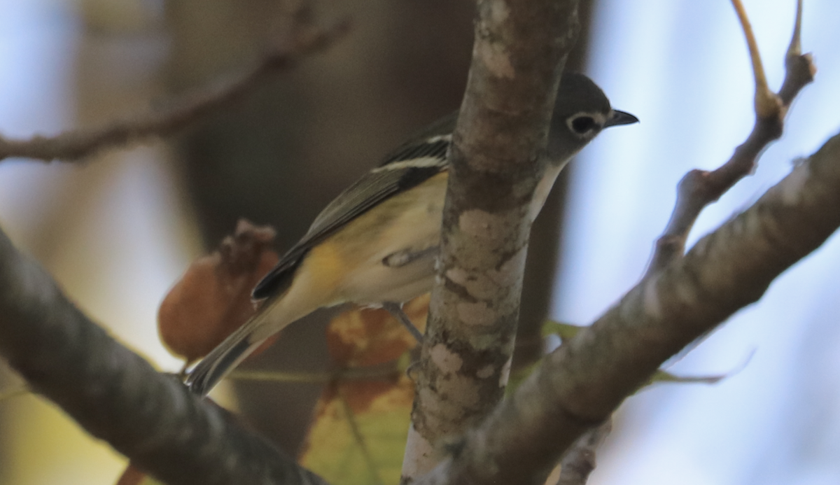 Vireo Solitario - ML642889966