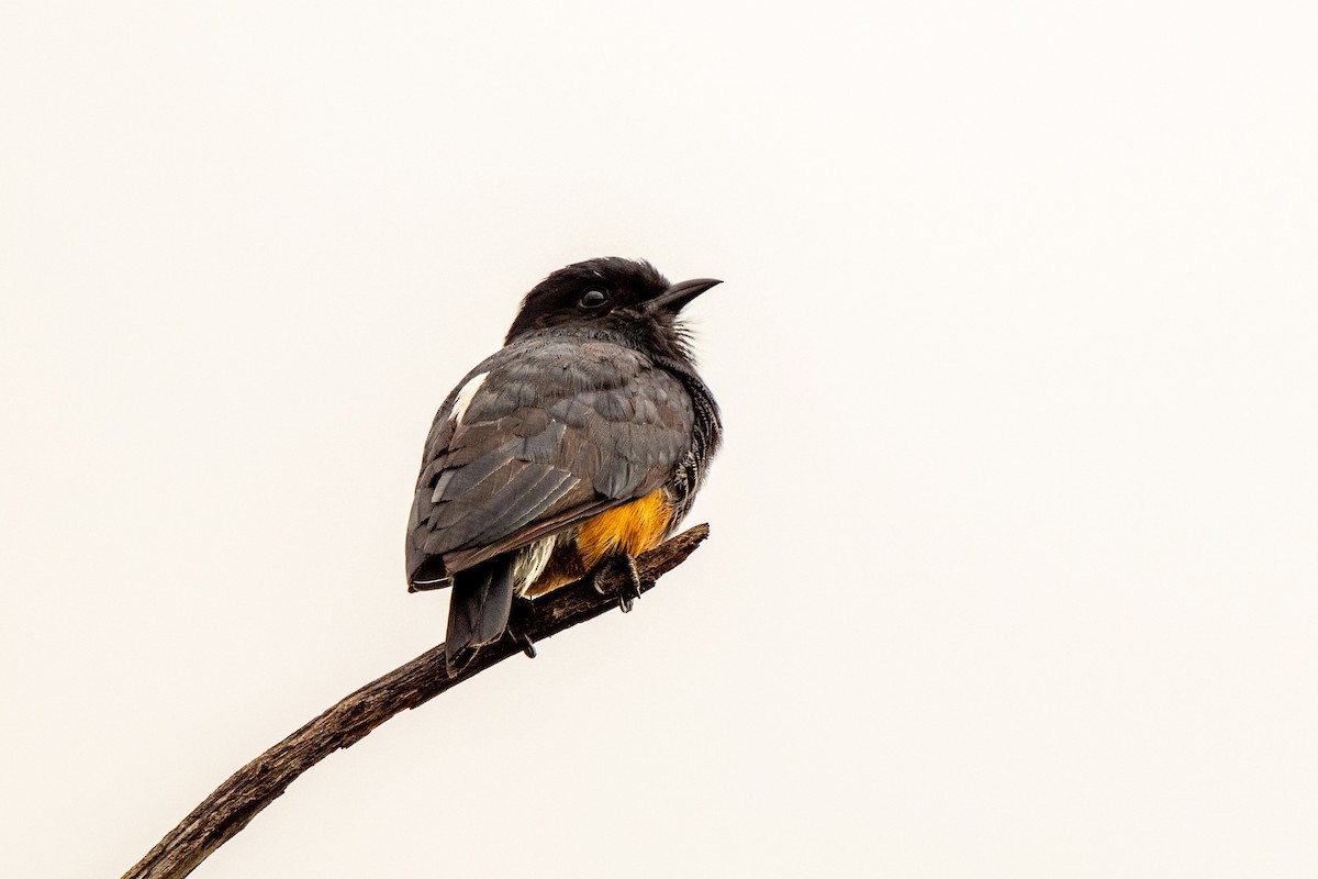 Buco Golondrina - ML642889979