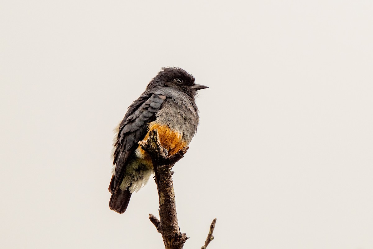 Buco Golondrina - ML642889980
