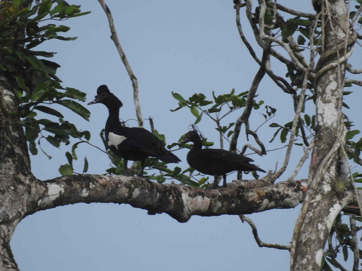 Pato Criollo - ML642889985