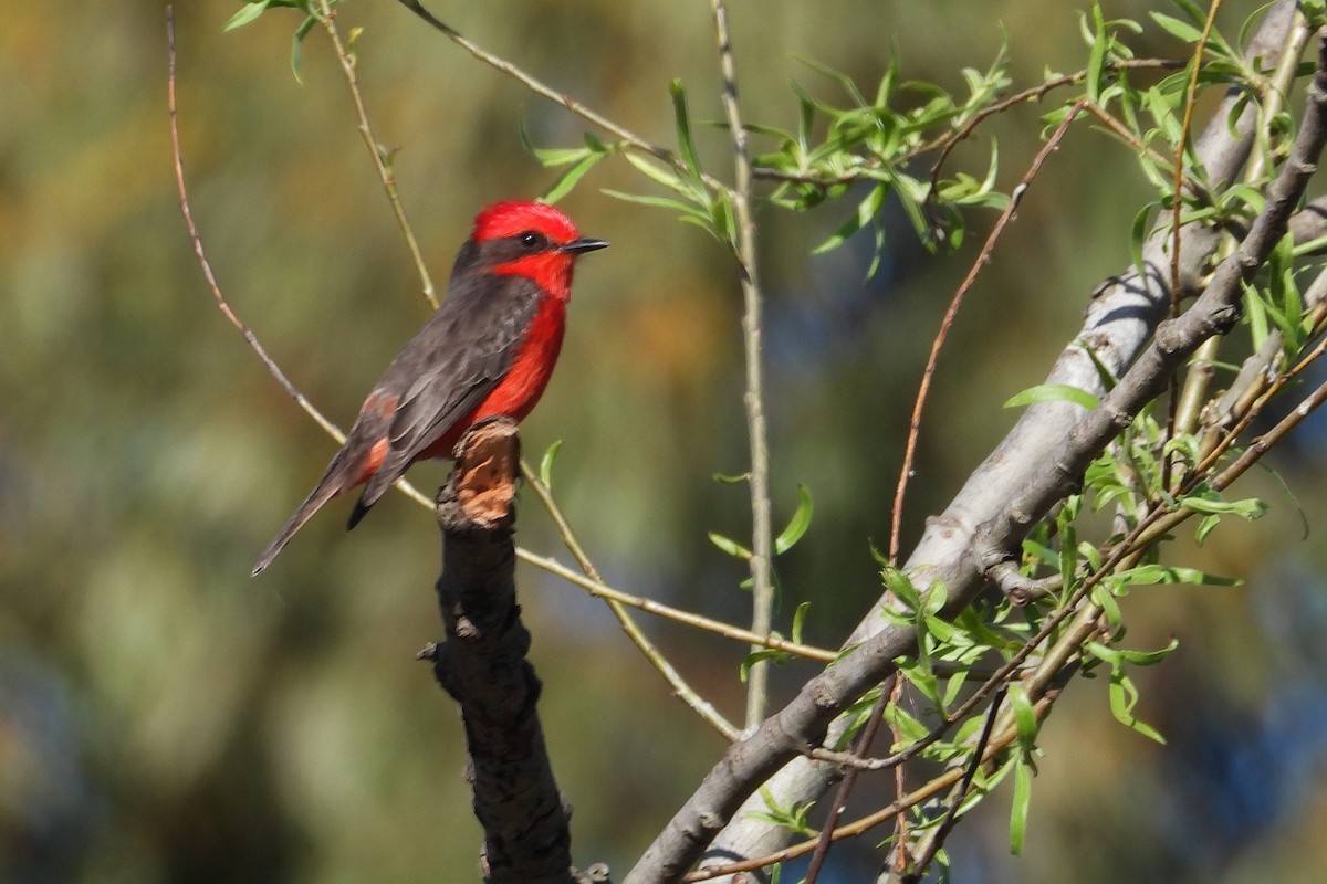 Mosquero Cardenal - ML642889987
