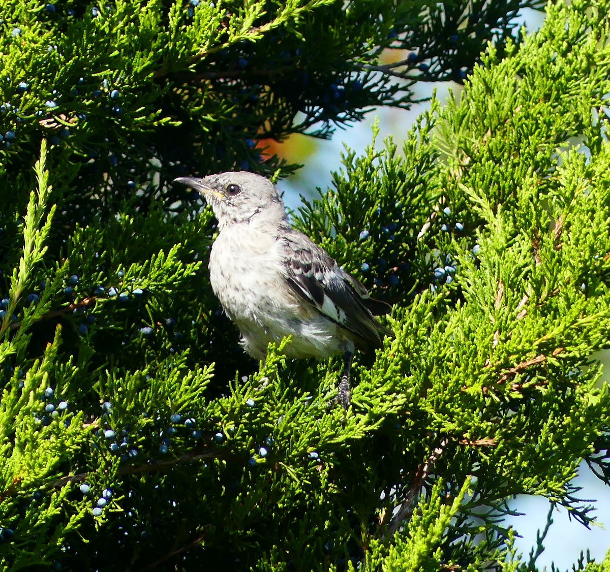 Northern Mockingbird - ML642890003