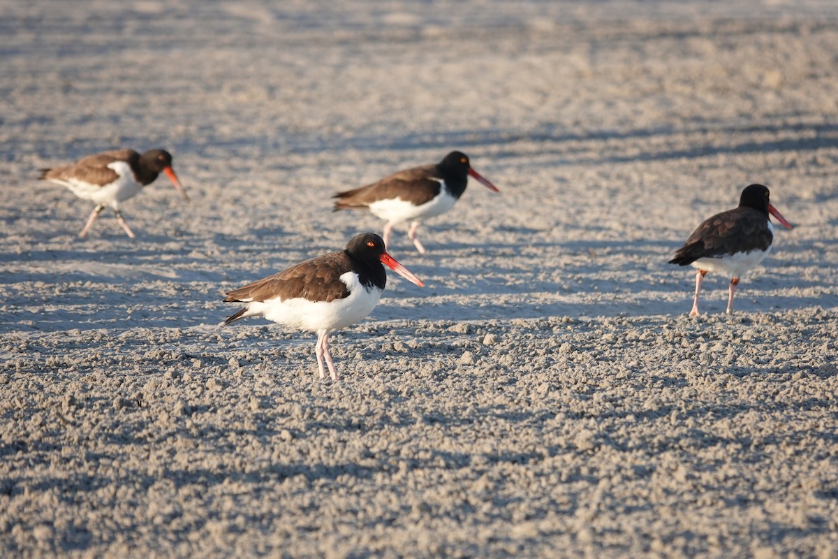 American Oystercatcher - ML642890004