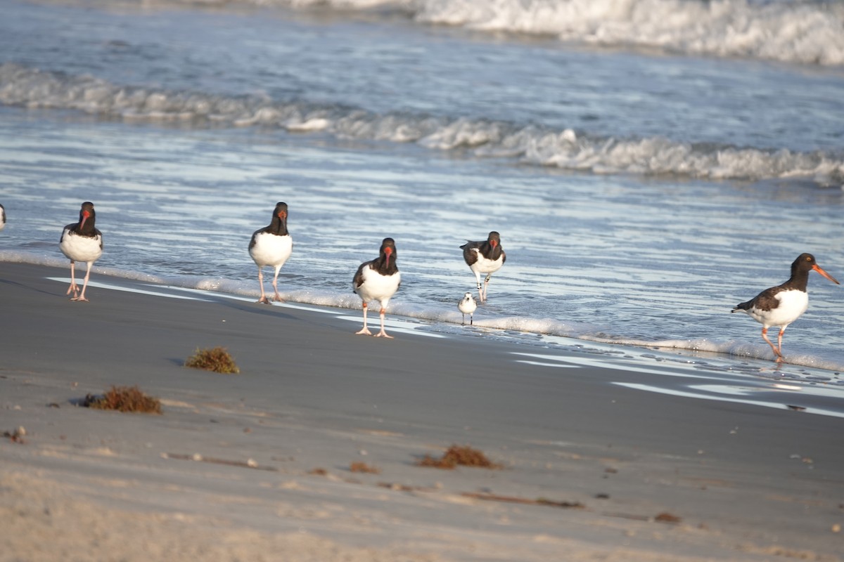 American Oystercatcher - ML642890012