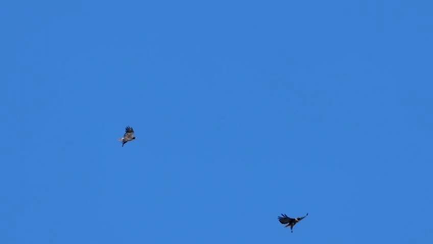 Red-tailed Hawk - ML642890013