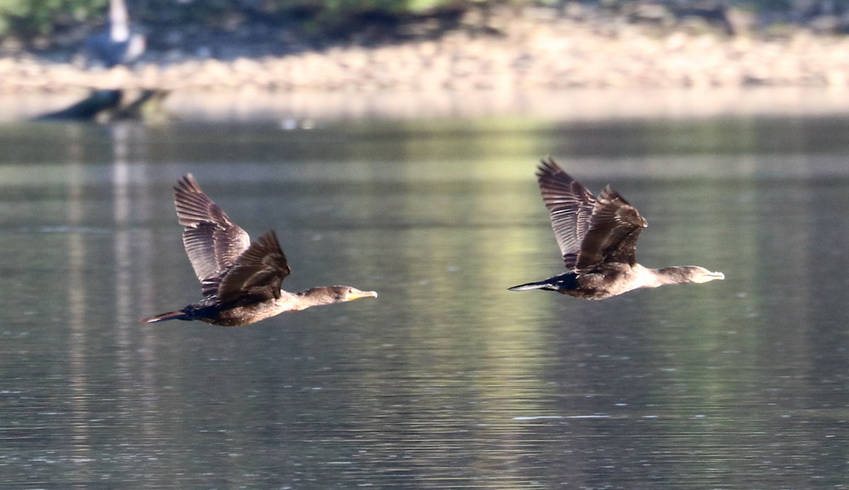 Double-crested Cormorant - ML642890096