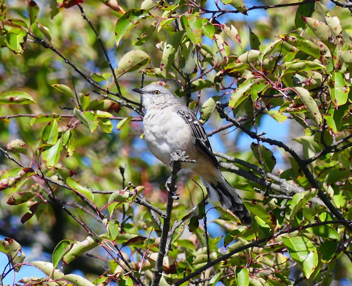 Northern Mockingbird - ML642890107