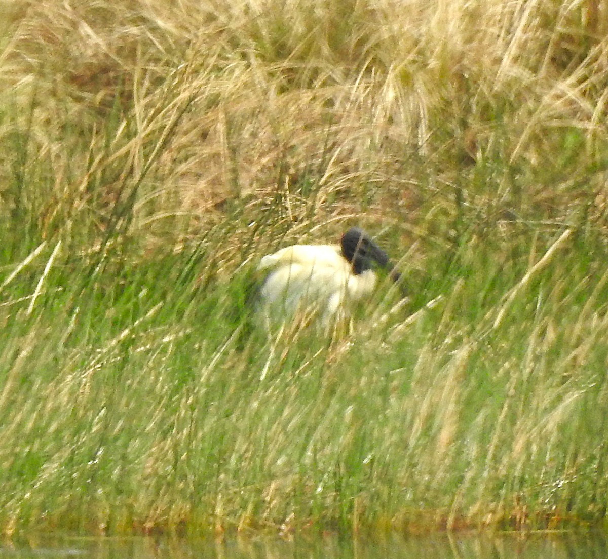 African Sacred Ibis - ML642890123