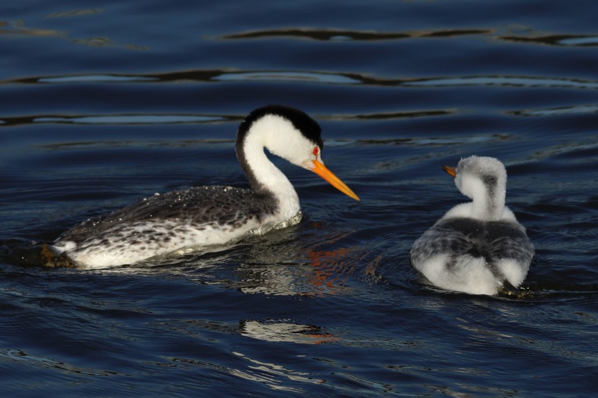 Clark's Grebe - ML642890152