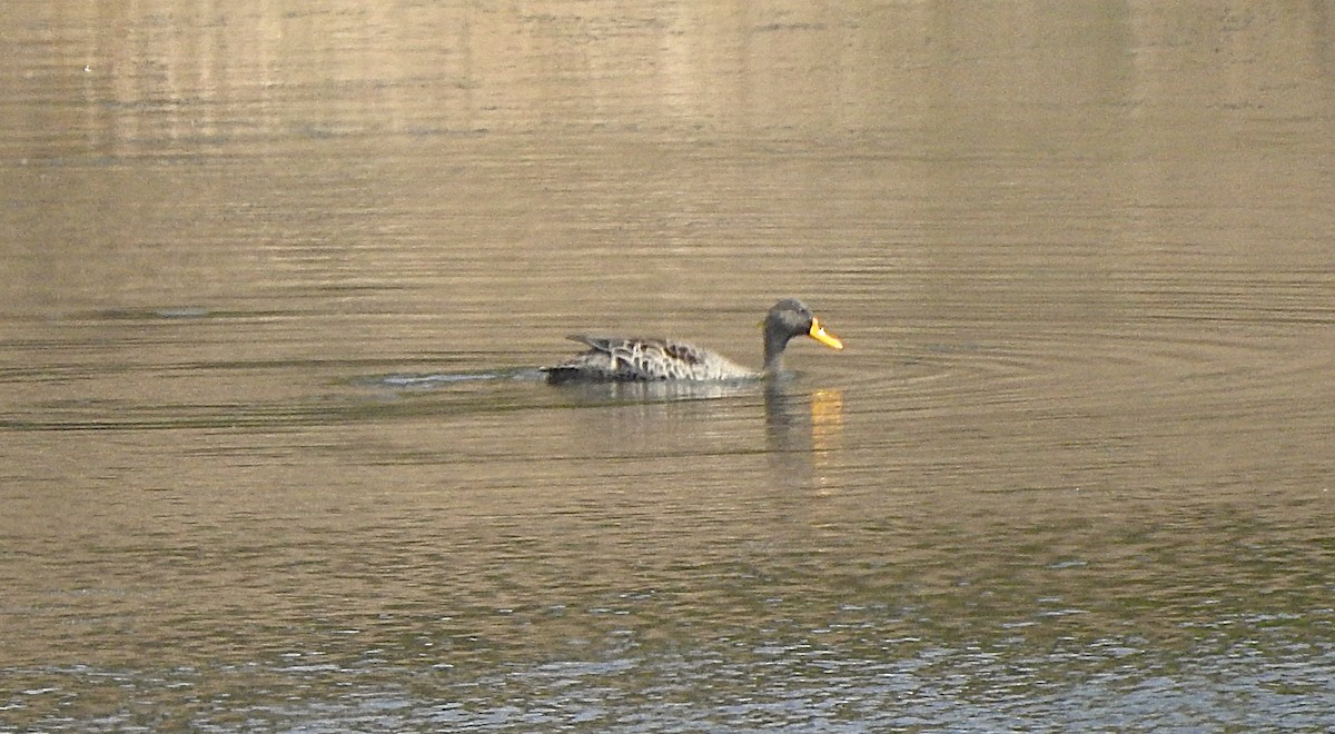 Yellow-billed Duck - ML642890172