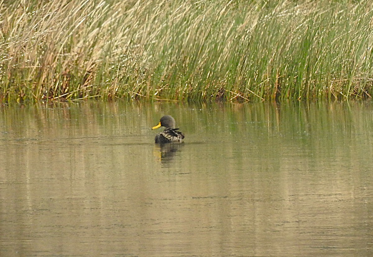 Yellow-billed Duck - ML642890173