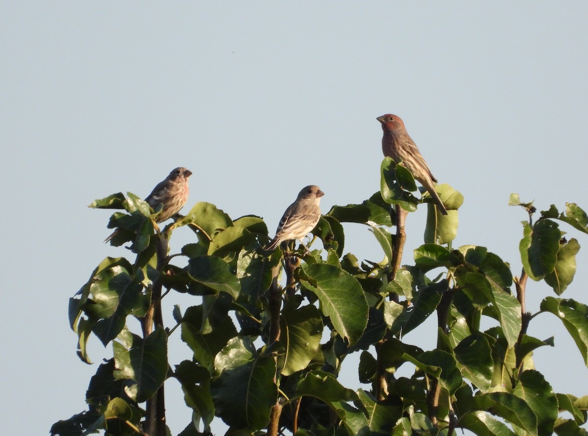 House Finch - ML642890194