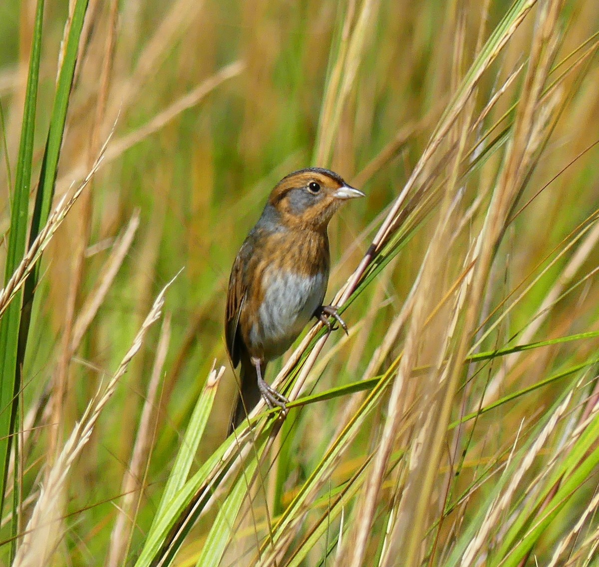 Nelson's Sparrow - ML642890199
