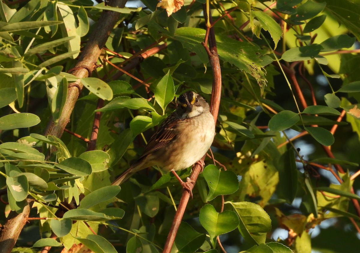 White-throated Sparrow - ML642890203
