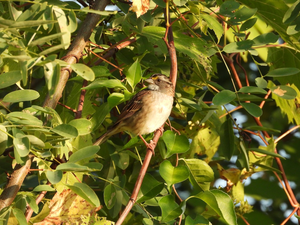 White-throated Sparrow - ML642890204