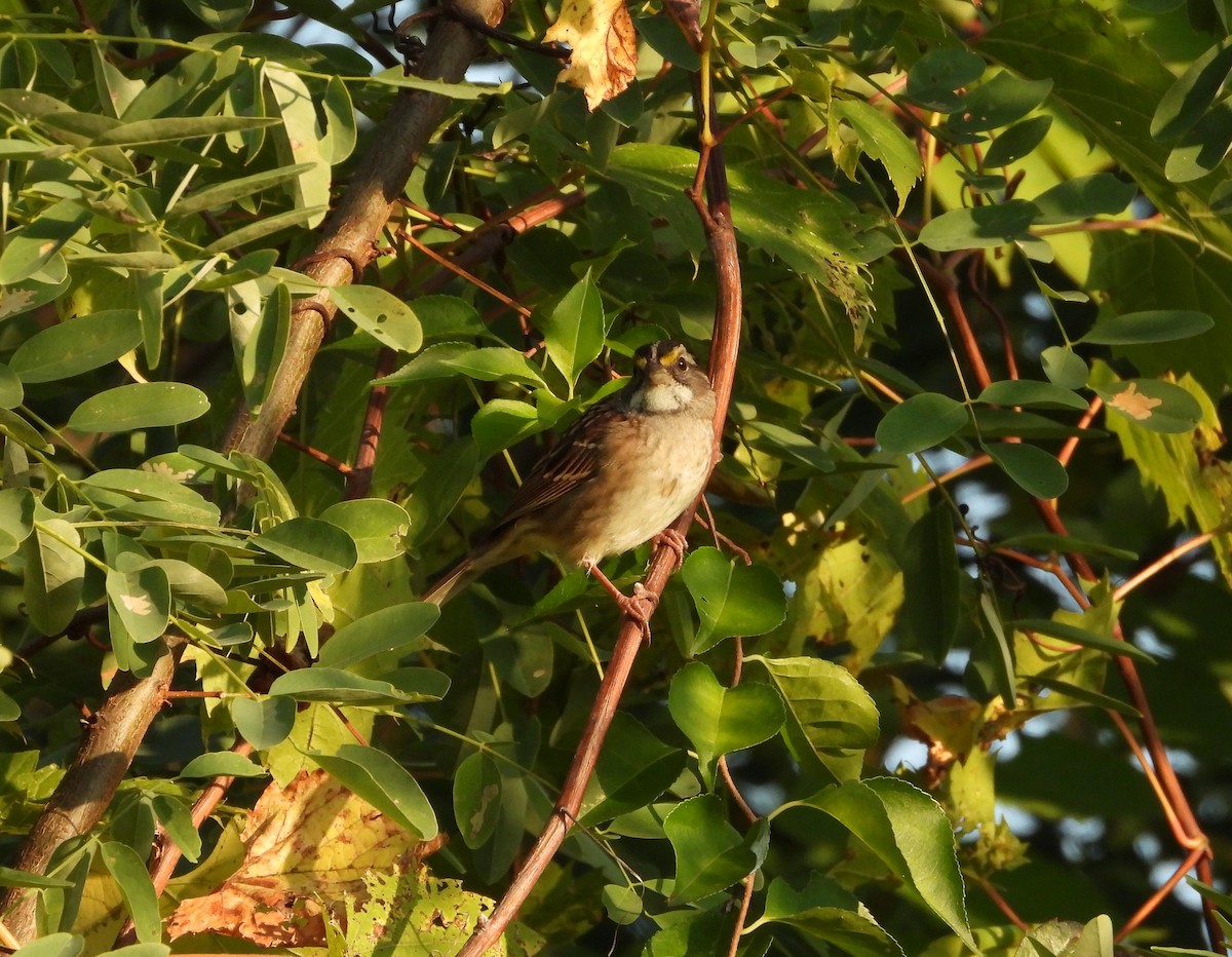White-throated Sparrow - ML642890205