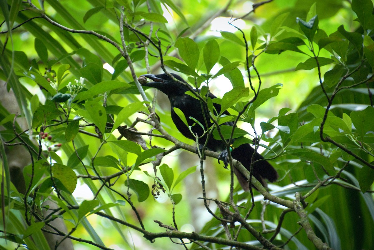 Mariana Crow - ML642890207