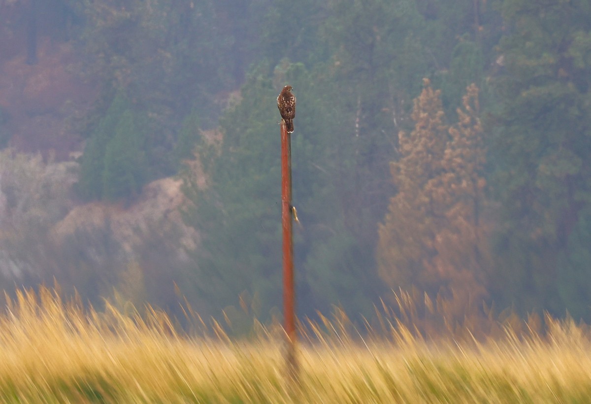 Red-tailed Hawk - ML642890214