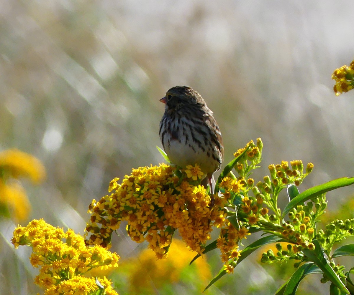 Savannah Sparrow - ML642890216