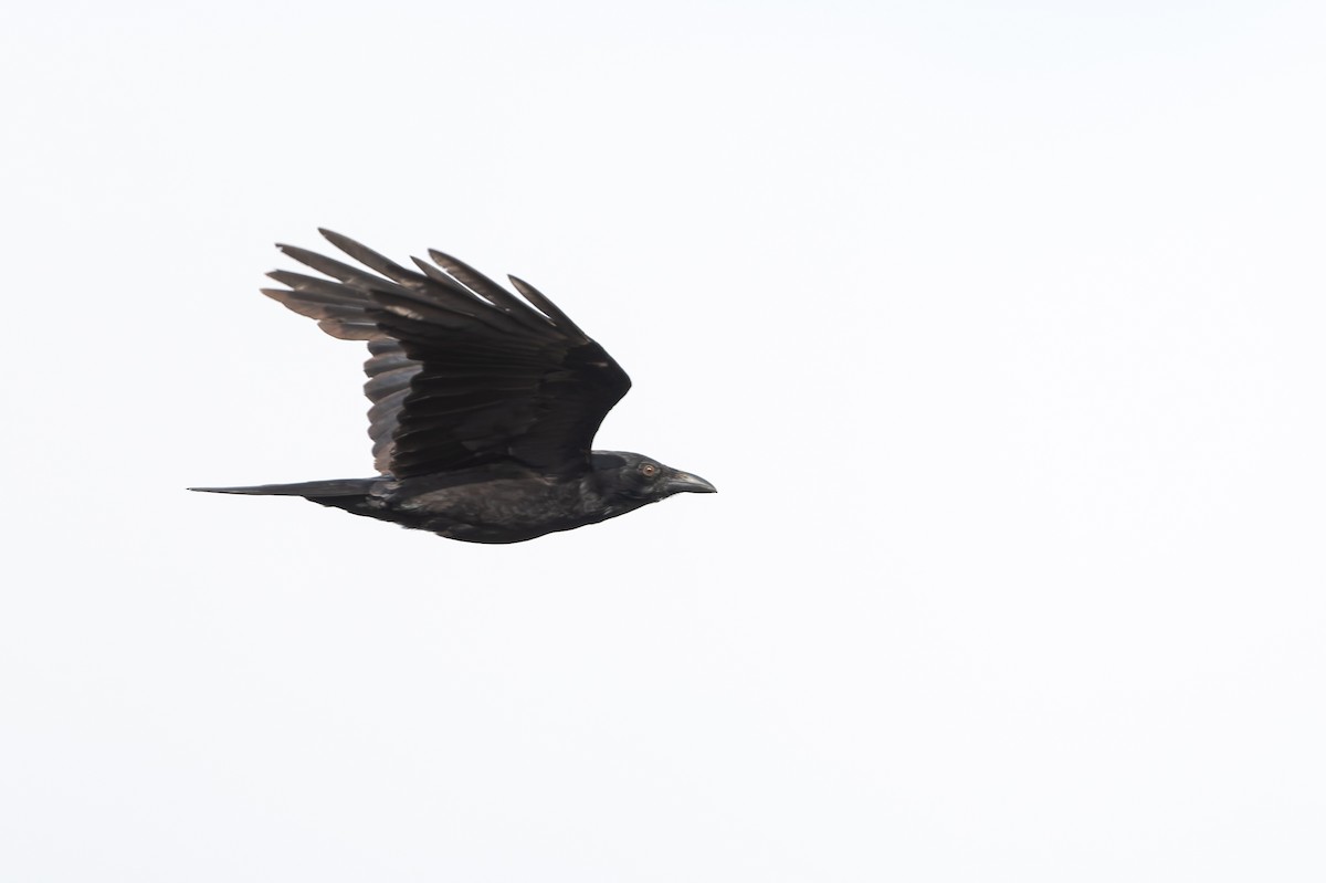 Australian Raven - ML642890219