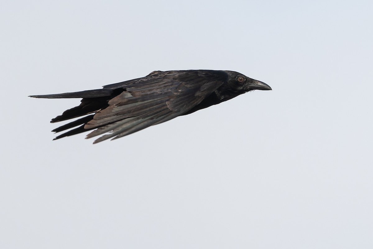 Australian Raven - ML642890220