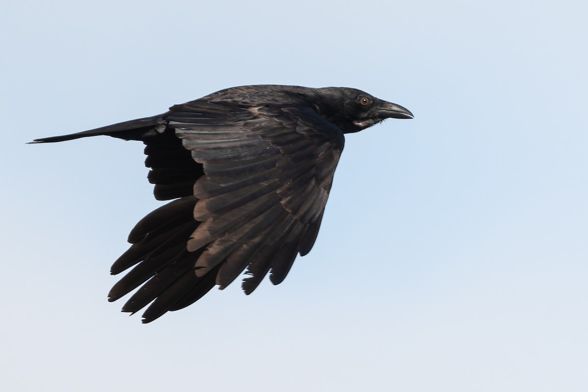 Australian Raven - ML642890221