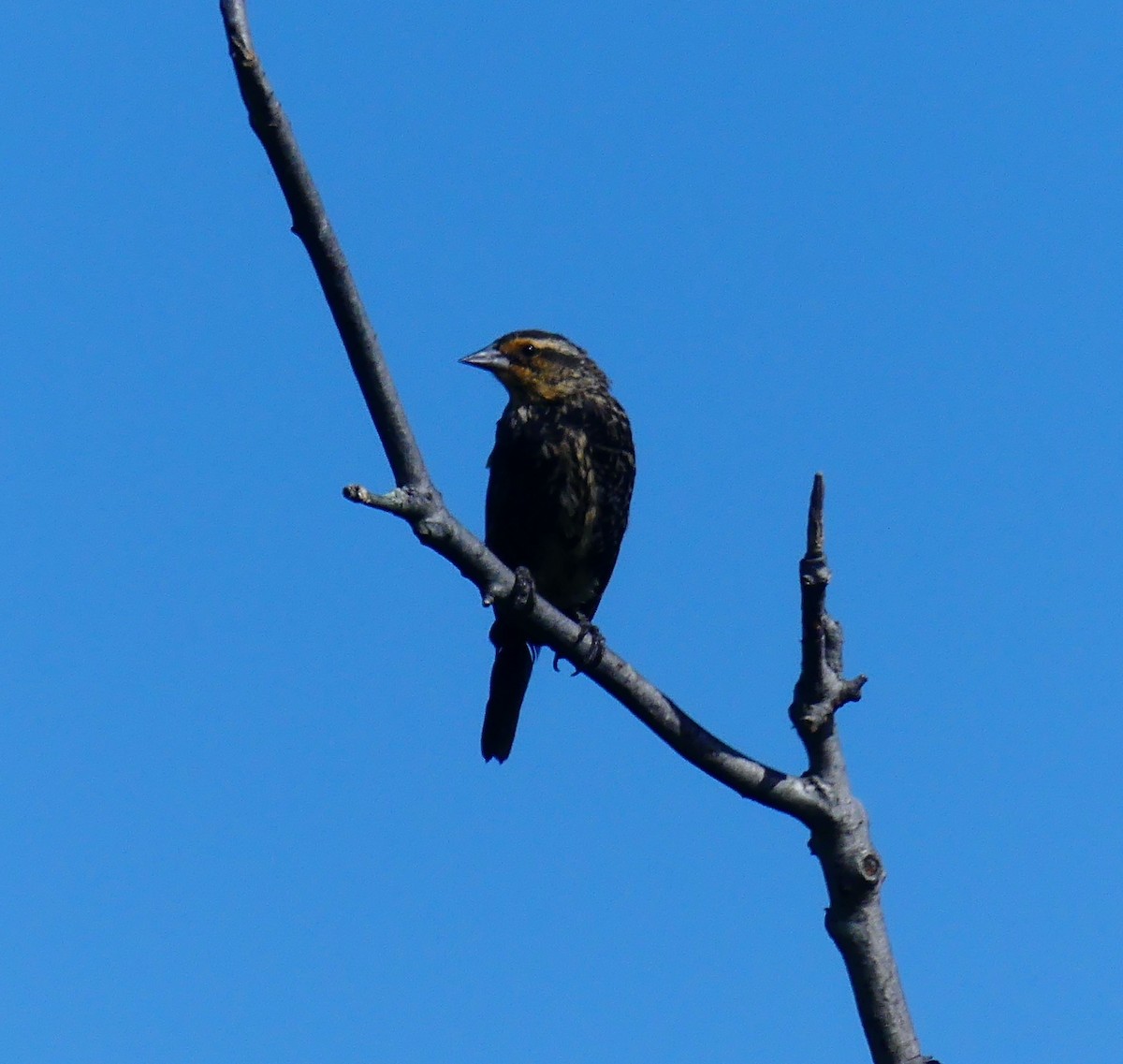 Red-winged Blackbird - ML642890222