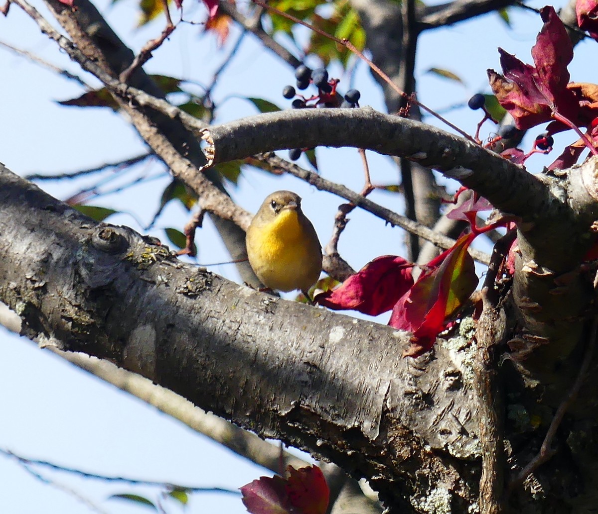 Common Yellowthroat - ML642890243