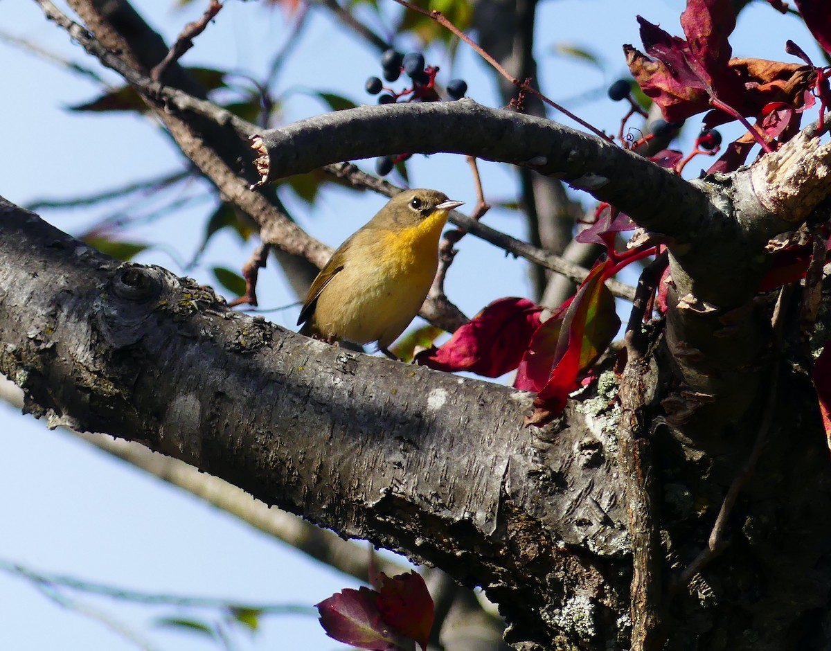 Common Yellowthroat - ML642890244