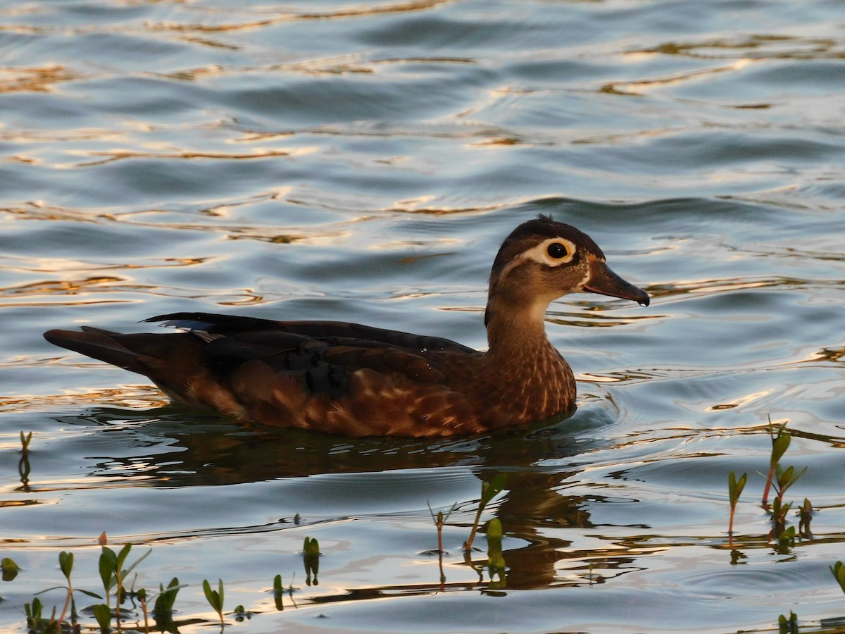 Ente, unbestimmt - ML642890247
