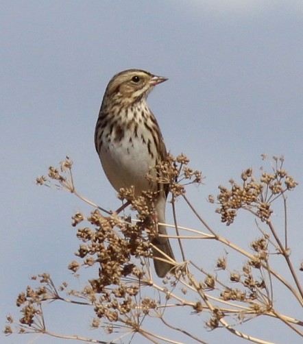 Savannah Sparrow - ML642890248