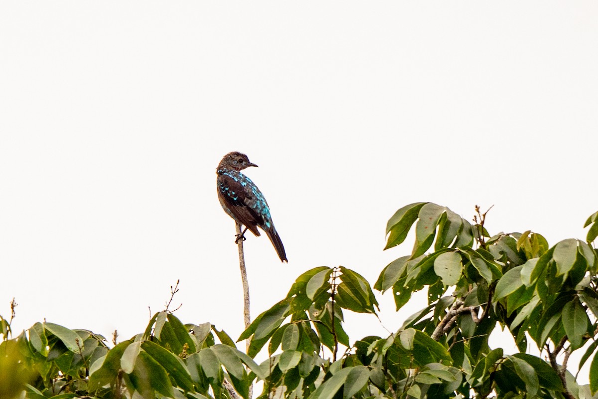 Spangled Cotinga - ML642890253
