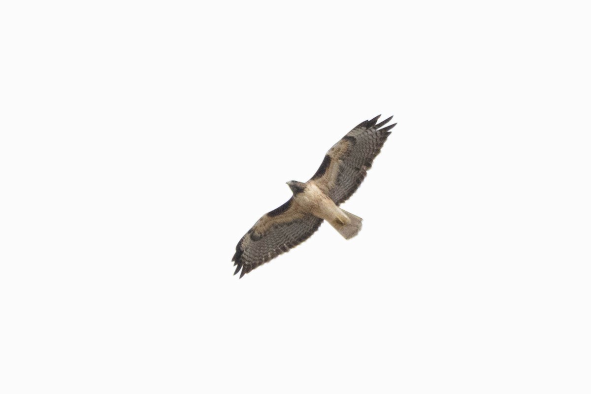 Red-tailed Hawk - ML642890263