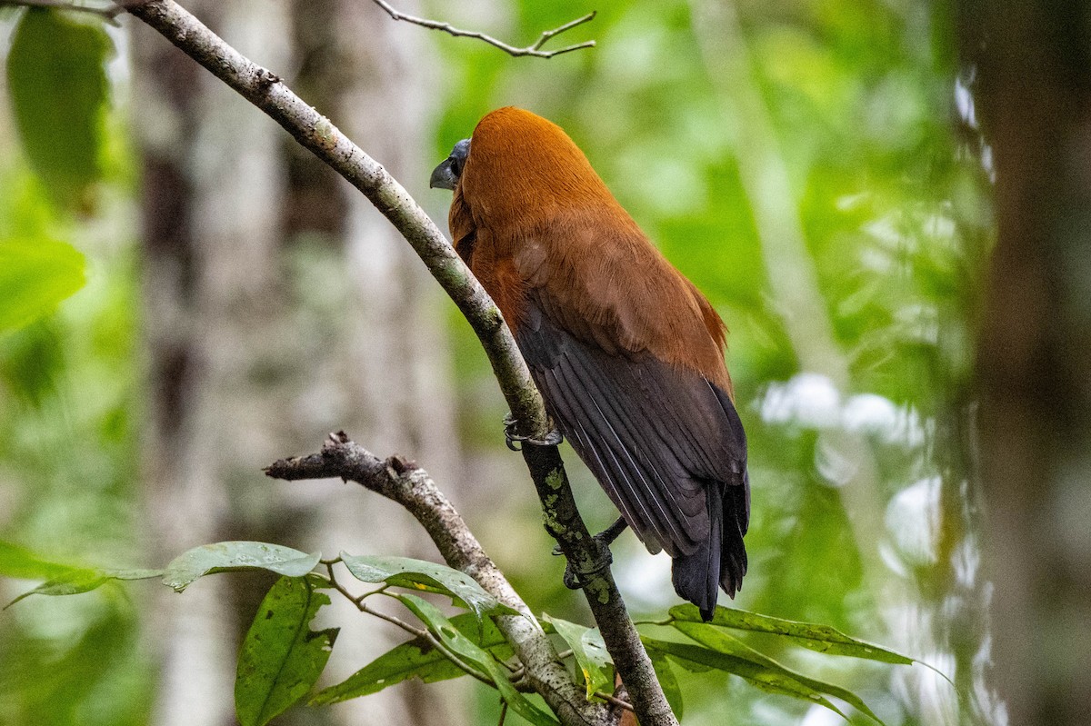 Capuchinbird - ML642890268