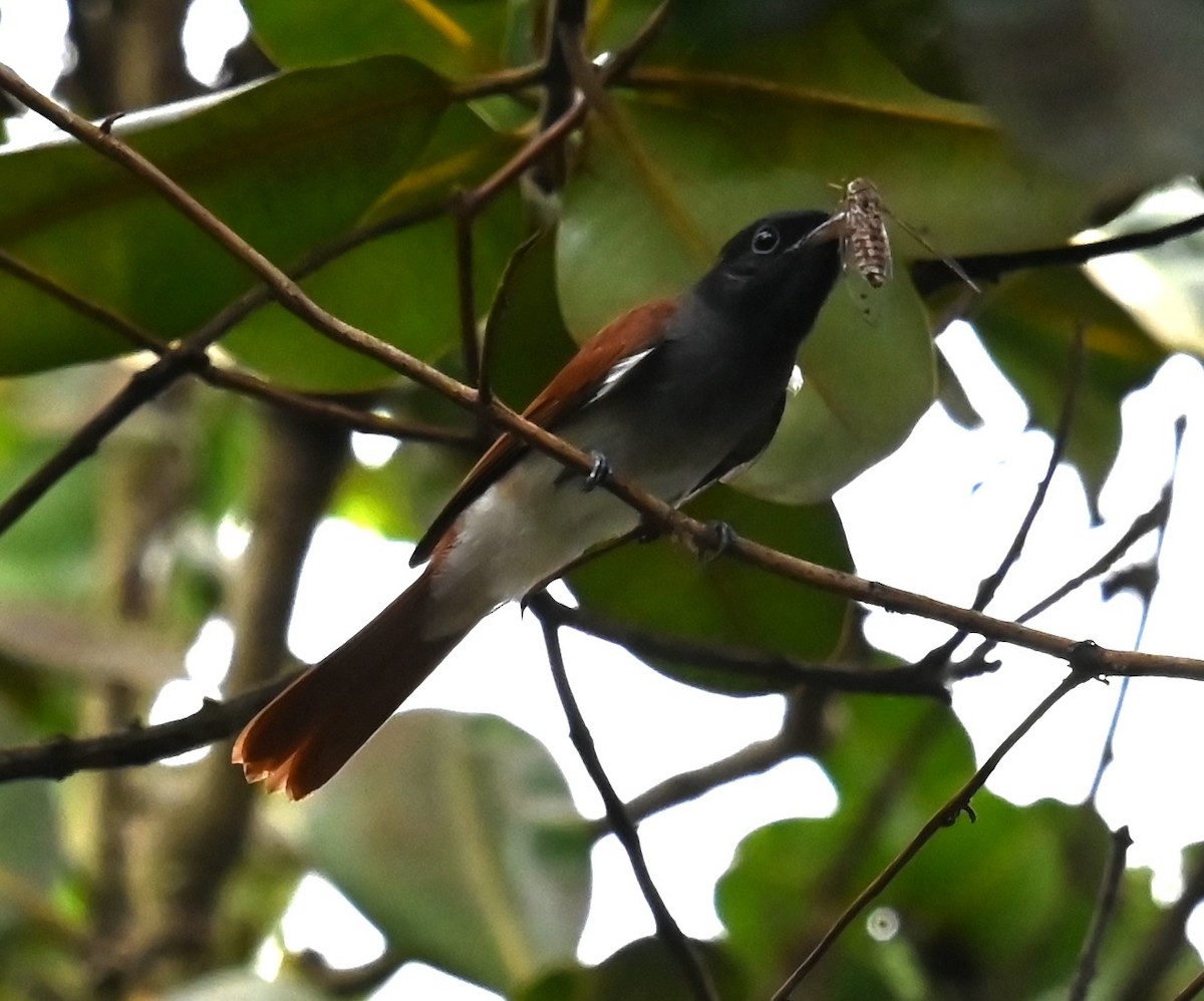 Amur Paradise-Flycatcher - ML642890270